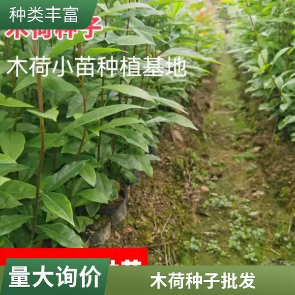 木荷杯苗 110公分木荷苗 木荷种子价格 杨柳种苗
