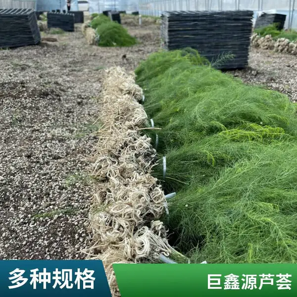 北京通州顺义鑫航育 6 号芦笋种子 无性系杂交一代 F1 双仓直发全市批发
