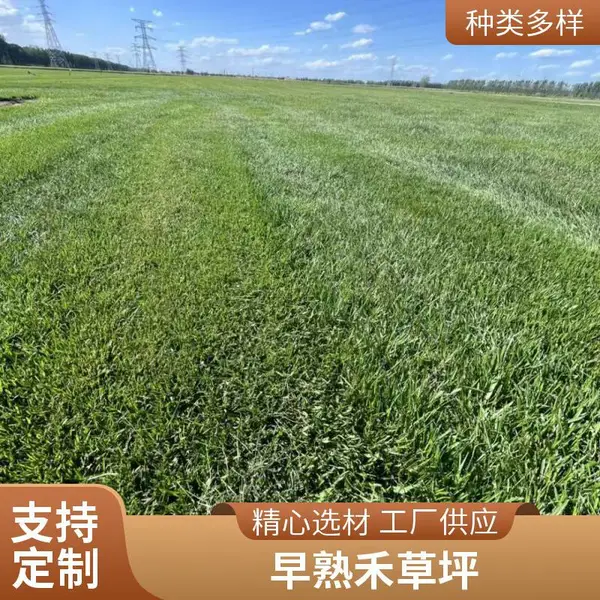 家庭庭院设计高羊茅草坪户外施工家庭庭院绿化早熟禾草坪大兴