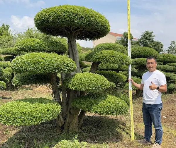 造型对节白蜡 产地苗圃报价 北方庭院工程造型景观树基地货源