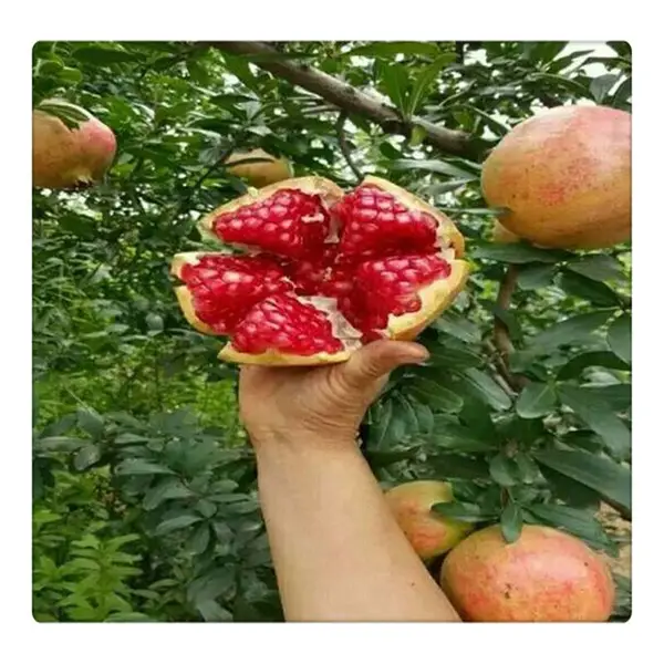 ����ʯ�������辰 ����ʯ������ 2����ʯ���繩Ӧ