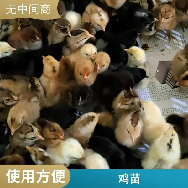 高产绿壳蛋鸡 五黑绿壳蛋 麻羽绿壳蛋鸡苗脱温鸡苗