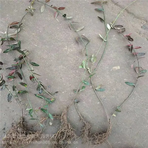 ������СҶ�����ٳ�40-80���ֻ����̻��� ������ľ