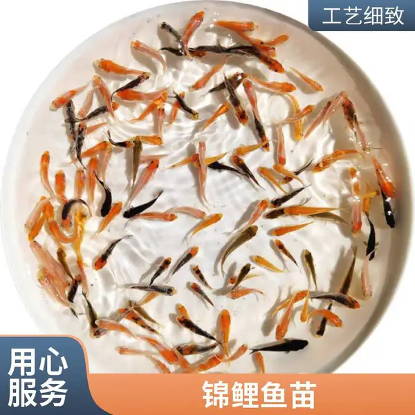 选锦鲤苗不妨到山西大同朔州观赏鱼苗锦鲤鱼苗养殖场现场看苗