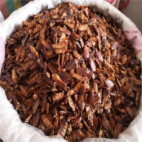 美洲大蜚蠊价格 蟑螂的功效 蟑螂做什么用