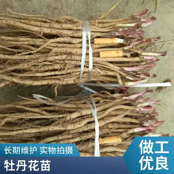 牡丹花苗 观赏花卉牡丹 长青绿化苗木花卉 牡丹断根营养杯苗