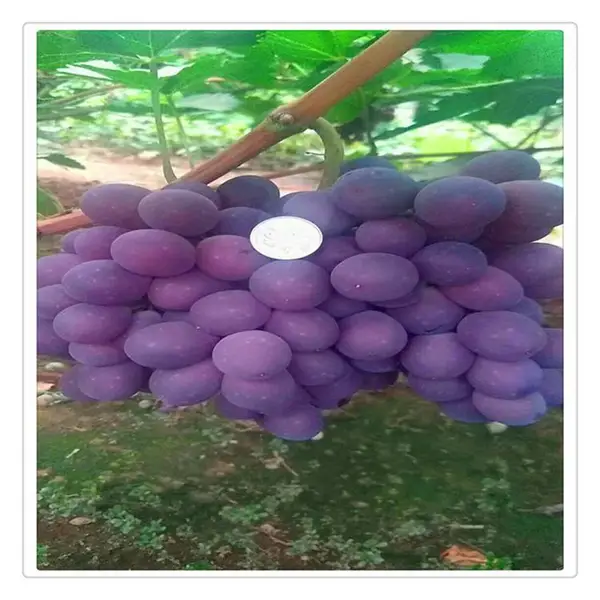 �����޺�������Ʒ����ȫ_���������������ͺ�