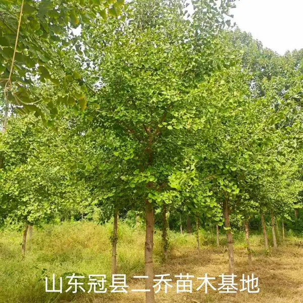 8公分至12公分银杏树,山东聊城莘县原生冠银杏树基地,银杏树产地报价,山东聊城银杏树