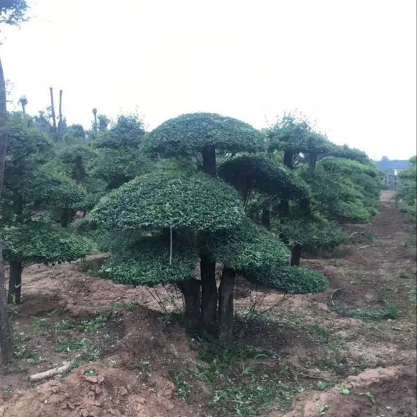 湖北对节白蜡,京山对节白蜡造型树,占地50公分对节白蜡大树