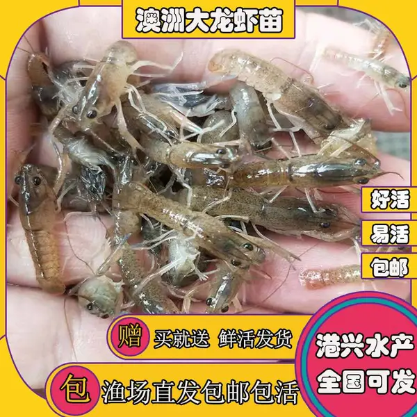 ���޴���Ϻ�������� 2-4���׵�ˮϺ�� ��ֳʳ�ð��޴���ϺϺ��۸� ����ˮ���ʻ��