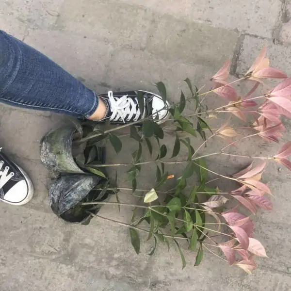 重庆五彩桂小苗的种植基地杯苗地苗都有哦,产地工程苗以及哦