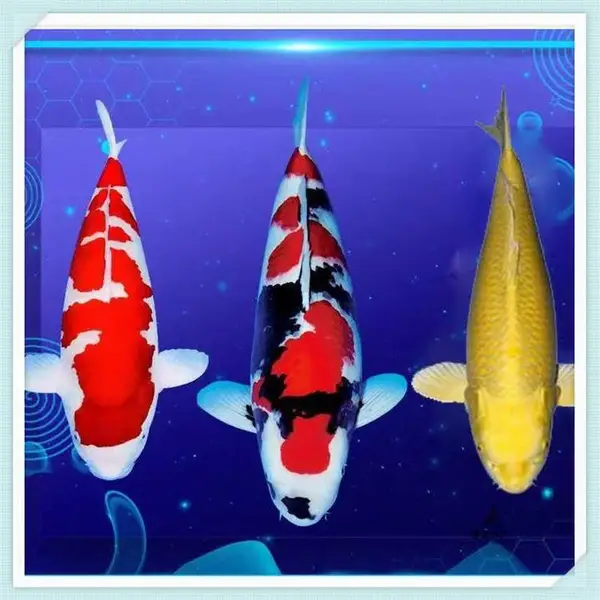 ���ͽ���������ܶ��� ���������� ��ʳ�Ժ�����