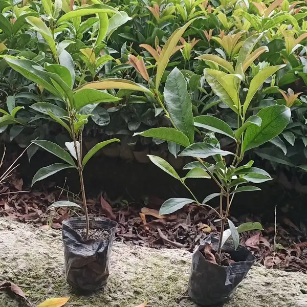 四季桂苗木产地直发 小区道路造景优选 花期多次观赏期长 工程配送