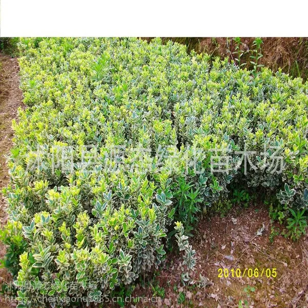 批发冬青树苗金边冬青 金边黄杨 金边黄杨球 北海道 篱笆 四季常青