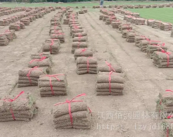 高速边坡绿化草皮--湖北果岭草草皮、宜昌马尼拉草皮