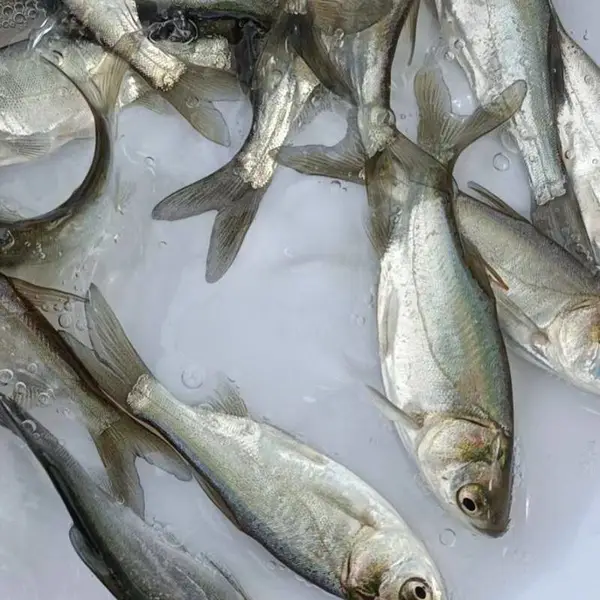 山西大同朔州花鲢苗白鲢鱼苗养殖场自产自销鳙鱼苗鲢鱼苗规格齐全