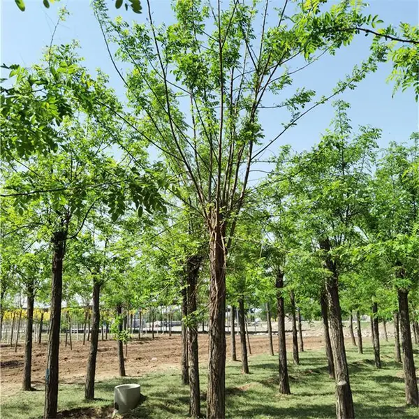 开花乔木2-18公分白花刺槐多种规格优良树种