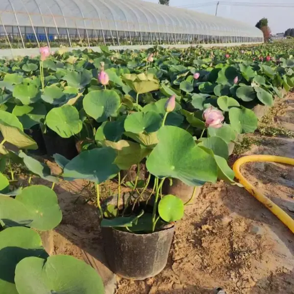 大型荷花苗种植基地睡莲营养钵苗河道人工湖水生绿化水芙蓉现货