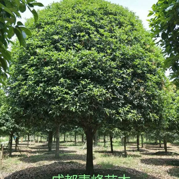四川桂花种植基地成都高杆桂花大量批发出售