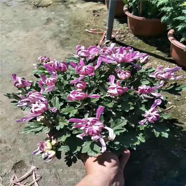 菊花造型，菊花品种，品种菊花