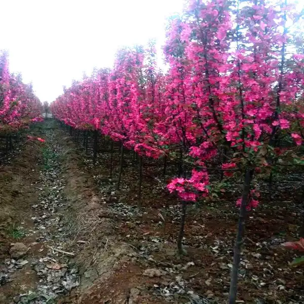 周至榆叶梅_周至榆叶梅批发啦