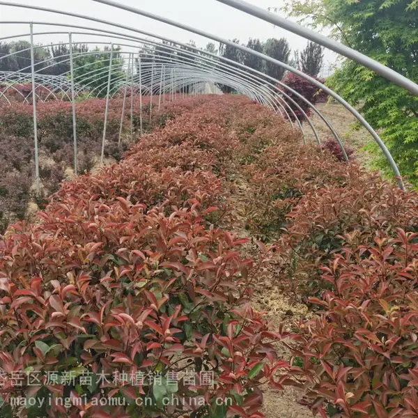 红叶石楠基地 1米 -2米绿化观叶植物 叶色红艳观赏性好 规格齐全
