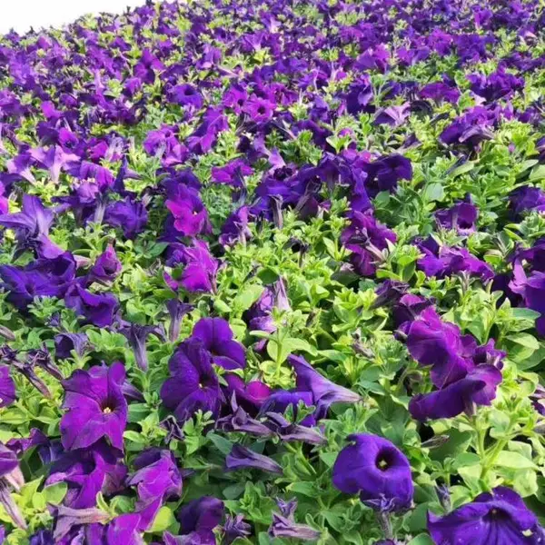 绿化牵牛花大量***_绿化鲜花矮牵牛批发_牵牛花种植基地_地被草花矮牵牛