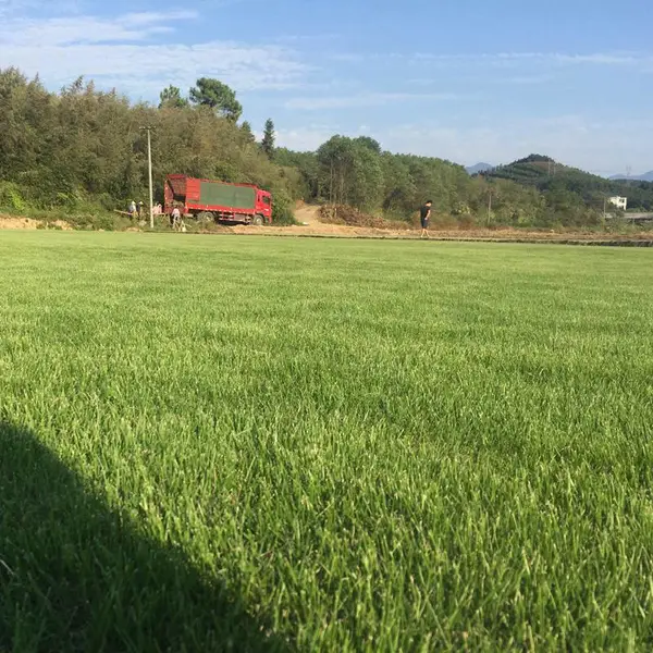 马尼拉草皮 福建福州绿化草皮***格 基地出售