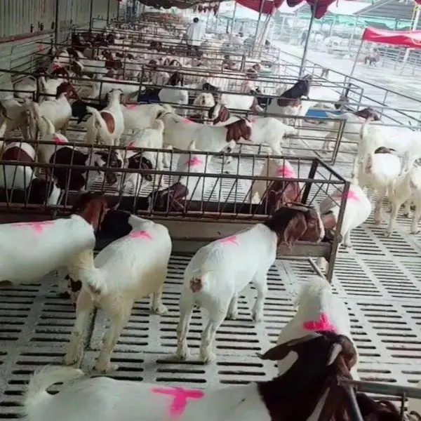 纯种白头萨福克羊价格 乌骨羊多少钱一只 养羊的前景怎么样 农村养殖致富网 全国羊价***价格一览表