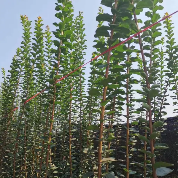 黔南紫薇小苗子出货 紫薇花瓶造型价格 紫薇条子基地 红花紫薇
