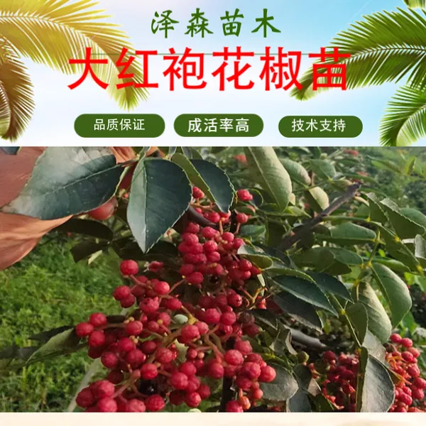 1年生大红袍花椒苗 高50-100公分 当年花椒小苗地径0.5-1公分