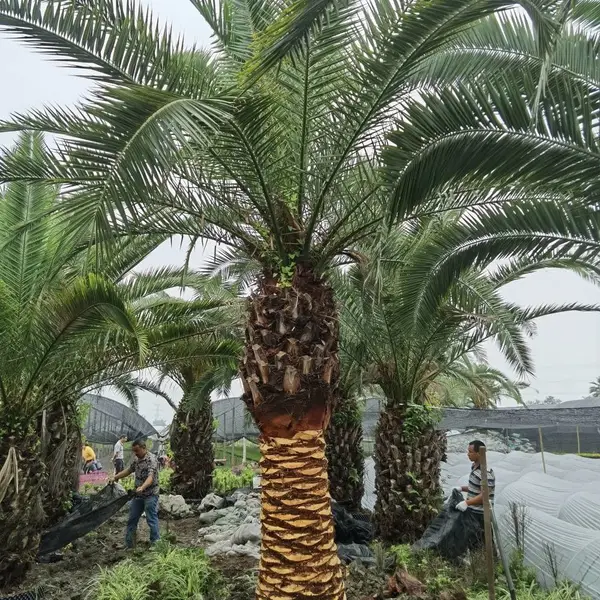 加拿利海枣,热带棕榈植物供应,加拿利海藻批发