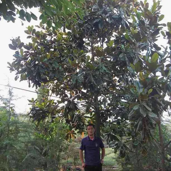鹅掌楸价格,南京鹅掌楸树苗价格