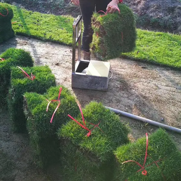马尼拉草坪 福建铁路护坡绿化用的百慕大草皮***格 优质服务