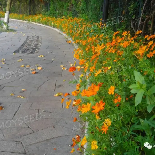 福建厦门花草种子公司-批发零售-花海种子(硫华菊景观花海品种种子)