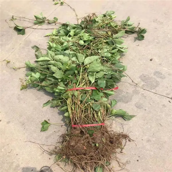 五叶地锦 藤本植物 墙体棚架绿化 喜光耐寒 爬山虎