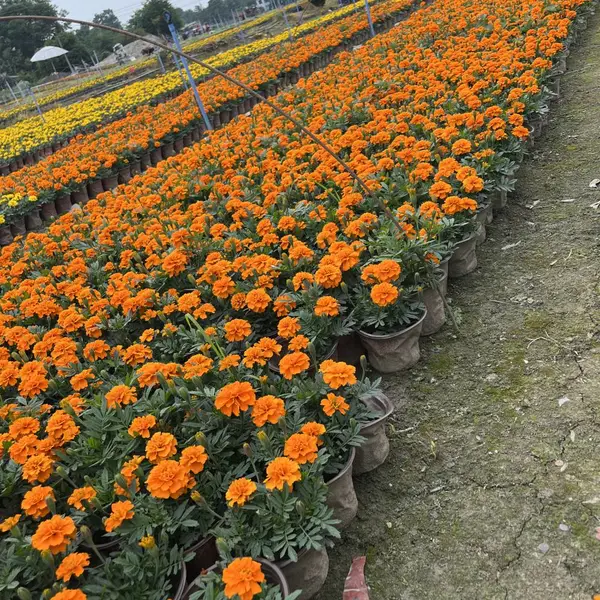 时令草花种植基地 孔雀草基地批发 孔雀草***价格 成都草花种植 花境植物搭配