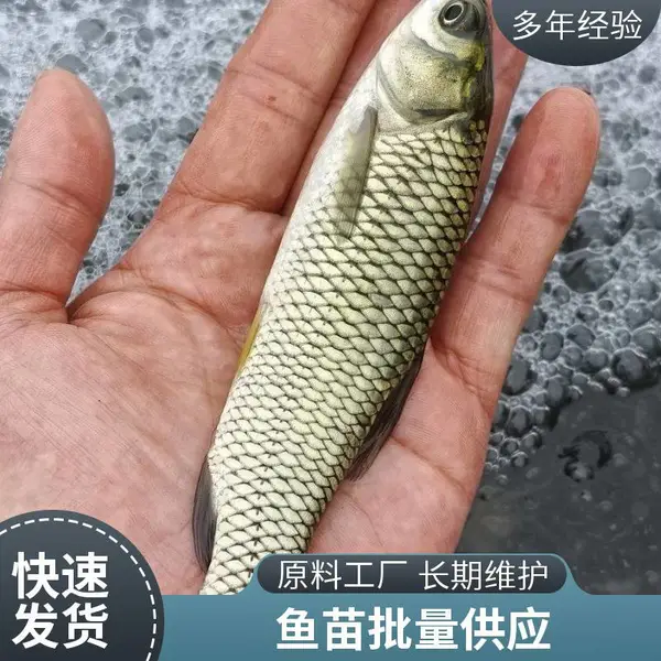 山东潍坊本地草鱼苗鲤鱼鱼苗养殖场供应水花苗乌仔苗规格齐全