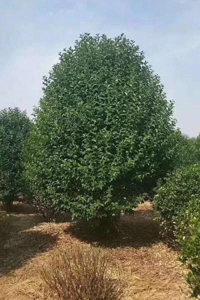 ��������������ľ���ؼ۸�����