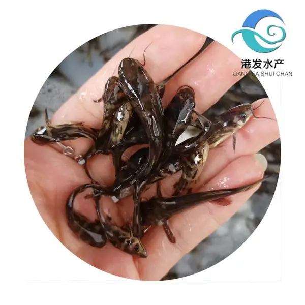 刺黄骨鱼苗供应 3公分鱼苗出售价 港发黄骨鱼养殖技术