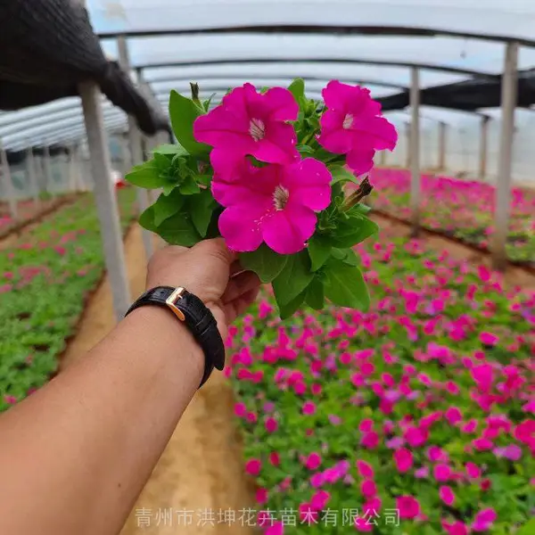 秋季花卉批发 工程花苗供货 时令草花 园林绿化工程苗 草花基地