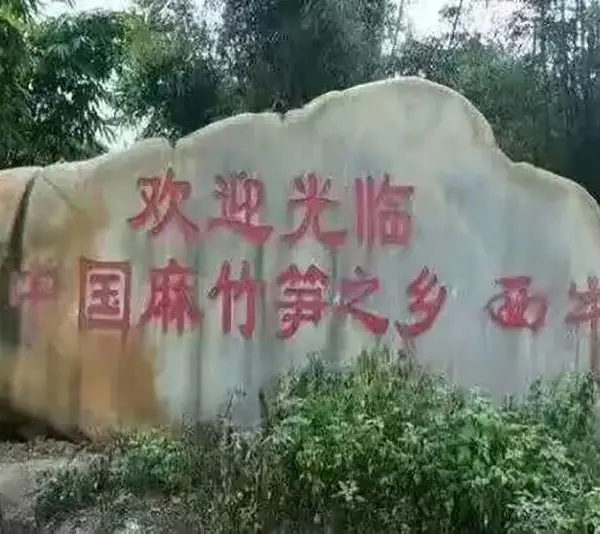 小北江麻竹生笋好吃不贵