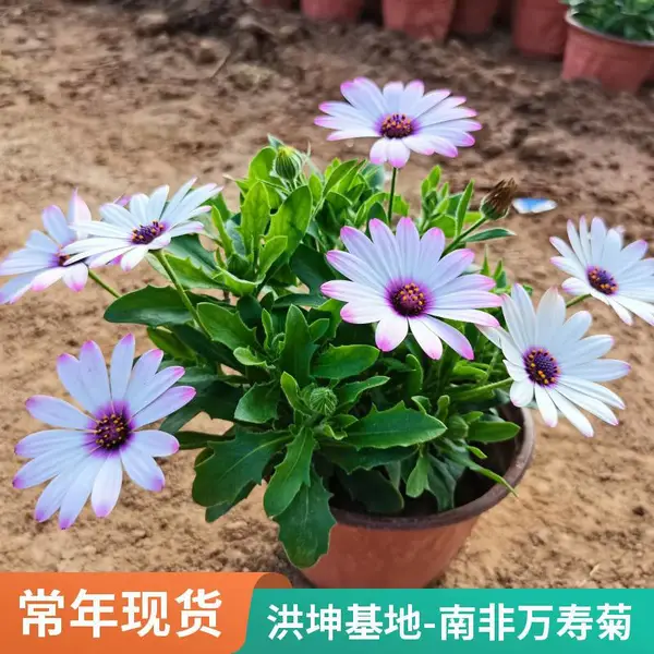 南非万寿菊 基地批发南非万寿菊 佳节菊展造型租摆 花期长观赏价值高