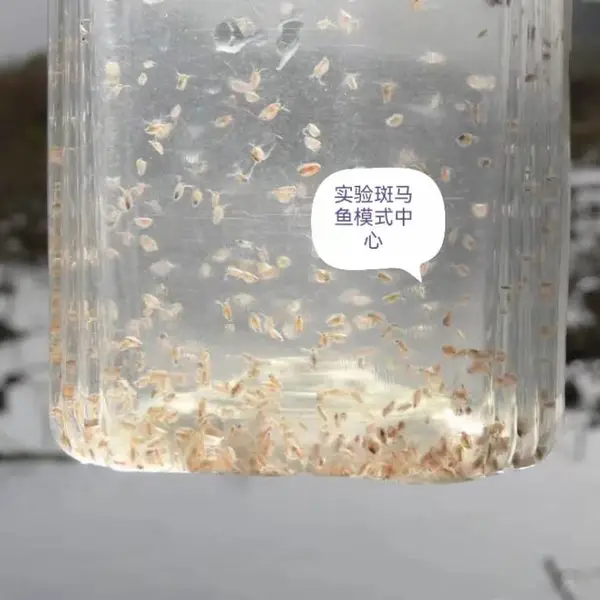 科研用大型溞纯种实验用科研用大型溞纯种科研用大型溞纯种