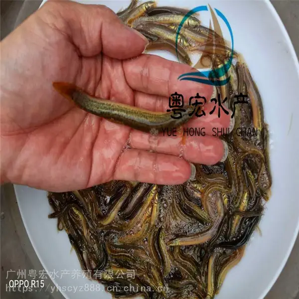 免费技术指导 养殖泥鳅苗 本地塘角鱼 泥鳅水花苗 台湾泥鳅苗