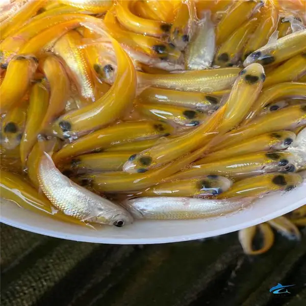 粤东地区淡水草鱼苗-加州鲈鱼苗-桂花鱼苗陆空快运