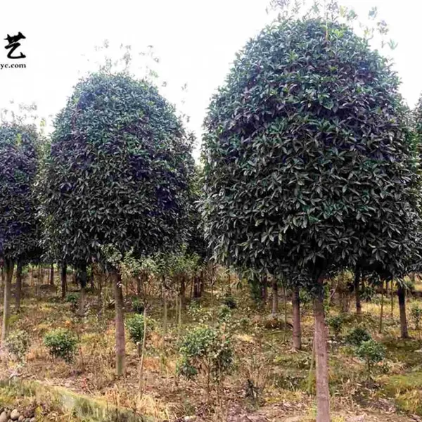 丹桂苗圃基地直销 各类桂花出售 成都桂花树优质供应商 精品丹桂 优惠***格