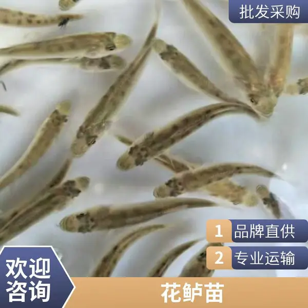 鲈鱼苗质量好 包品质 专淡水鱼养殖 鲜活健康 空运全国