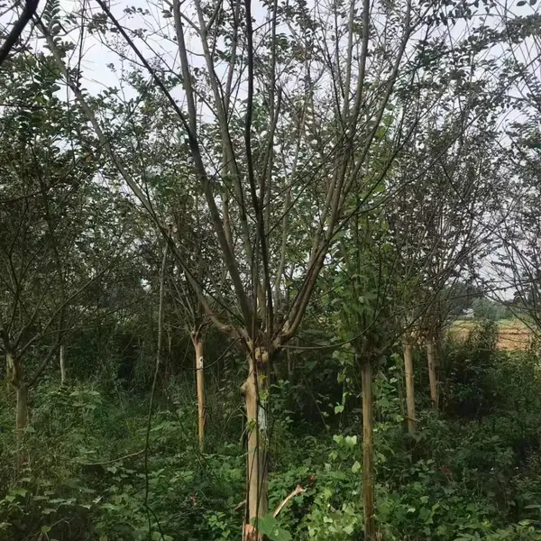 紫薇工程树,紫薇树苗,紫薇小苗