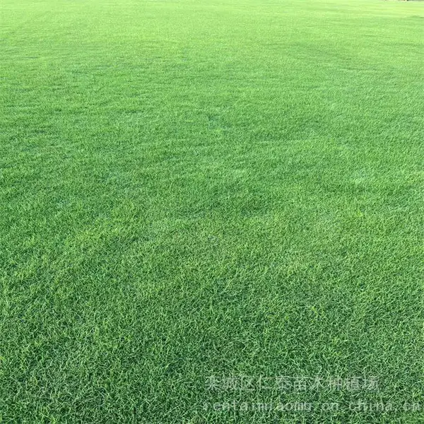什么品种的草种子成活***草坪 周边草皮卷 ***种子